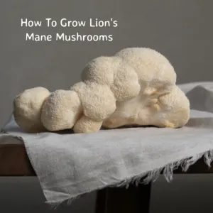How To Grow Lion's Mane Mushrooms