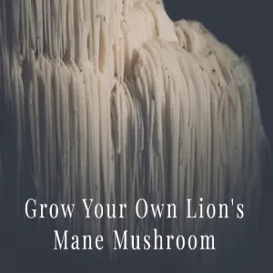 Lions Mane Mushroom