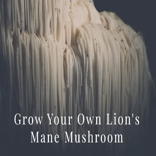 Lions Mane Mushroom