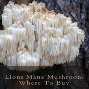 Lions Mane Mushroom Where To Buy