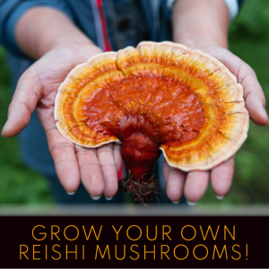 Grow you own Reishi Mushrooms