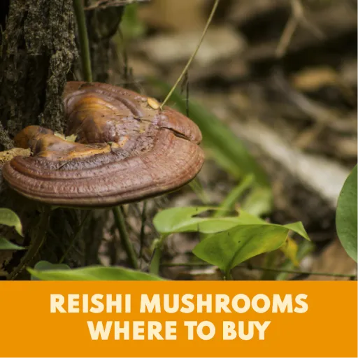 Reishi Mushrooms Where To Buy