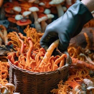 Basket of Cordyceps mushrooms