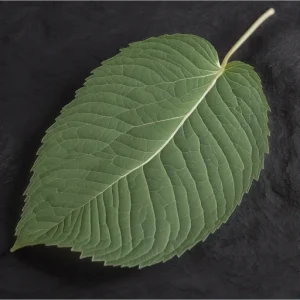 White Cambodian Kratom Leaf