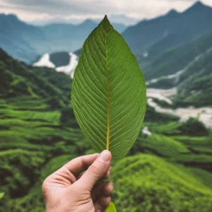 A person holding a White Papua Kratom with a mountain range behind