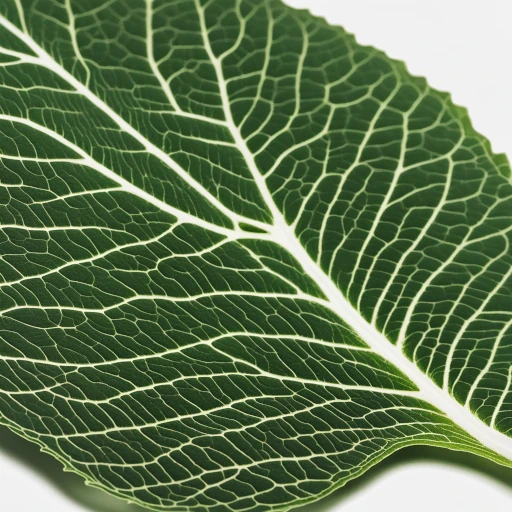 Leaf of a White Vein Kratom